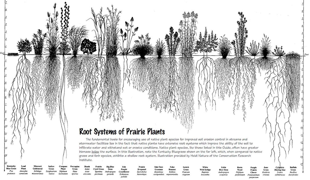 The Role of Perennials in a Whole System Farm Design