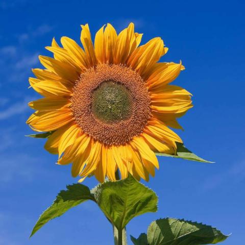 Sunflower Salutations- Three Varieties to Brighten Your Day