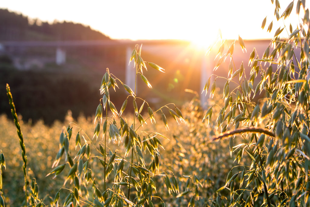 Avena sativa, Cayuse Oats - Food, Fodder, and Medicine