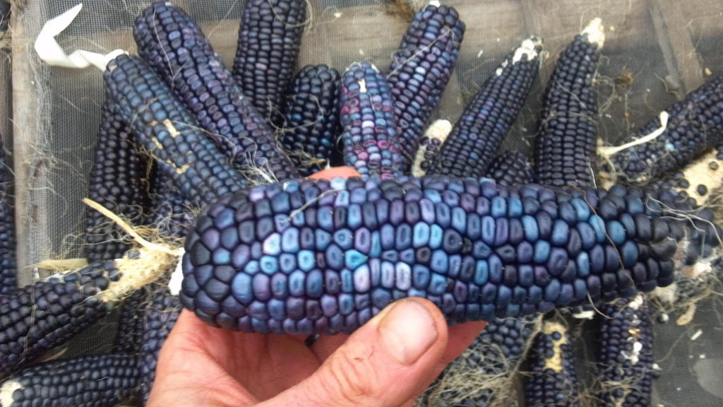 Seed School at the Ecology Center