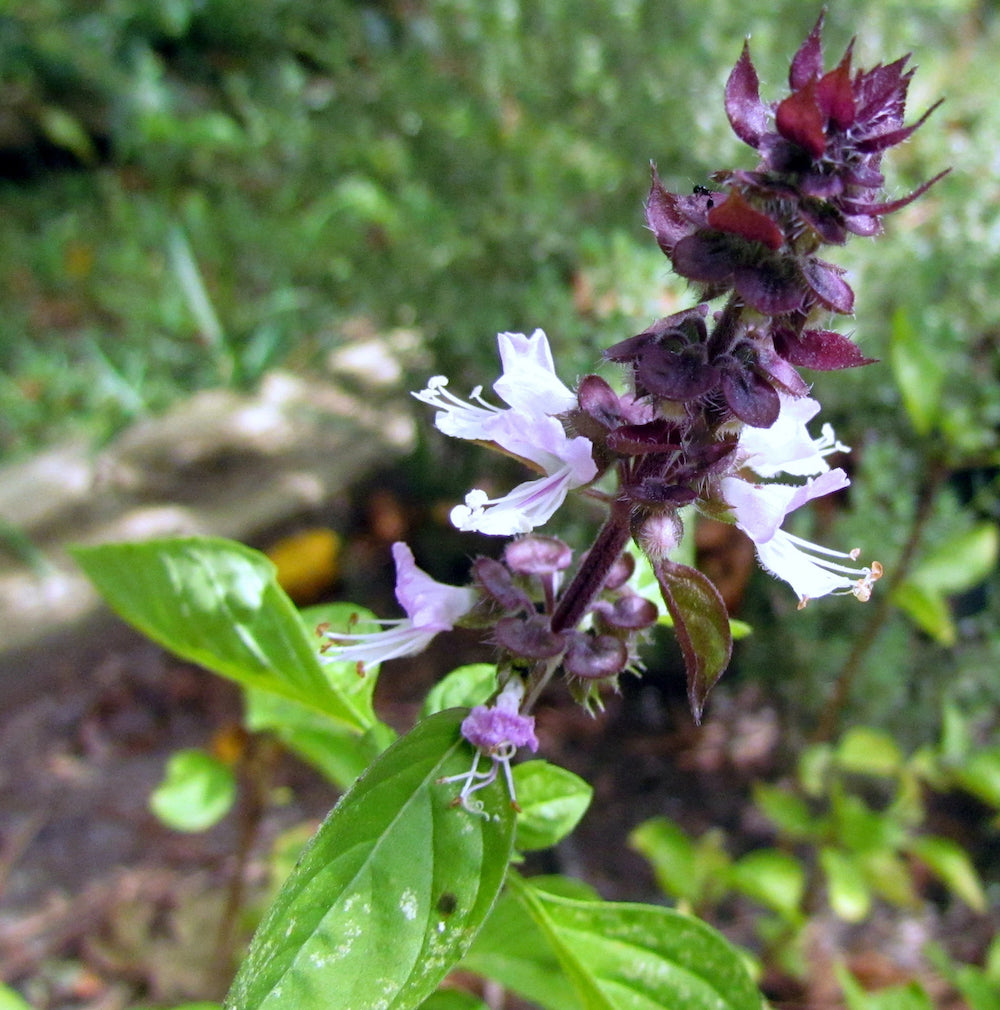 Bouquet Foliage and Cinnamon Basil