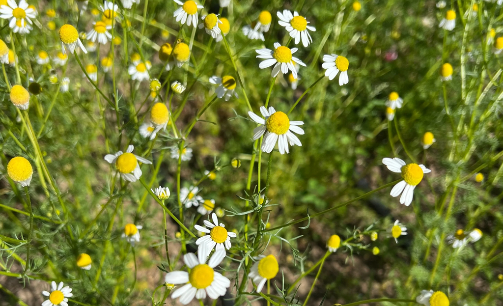 Chamomile: Herb Profile