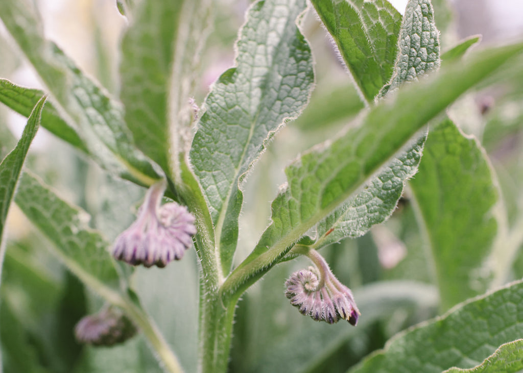 Comfrey: Is It Right For Your Garden?