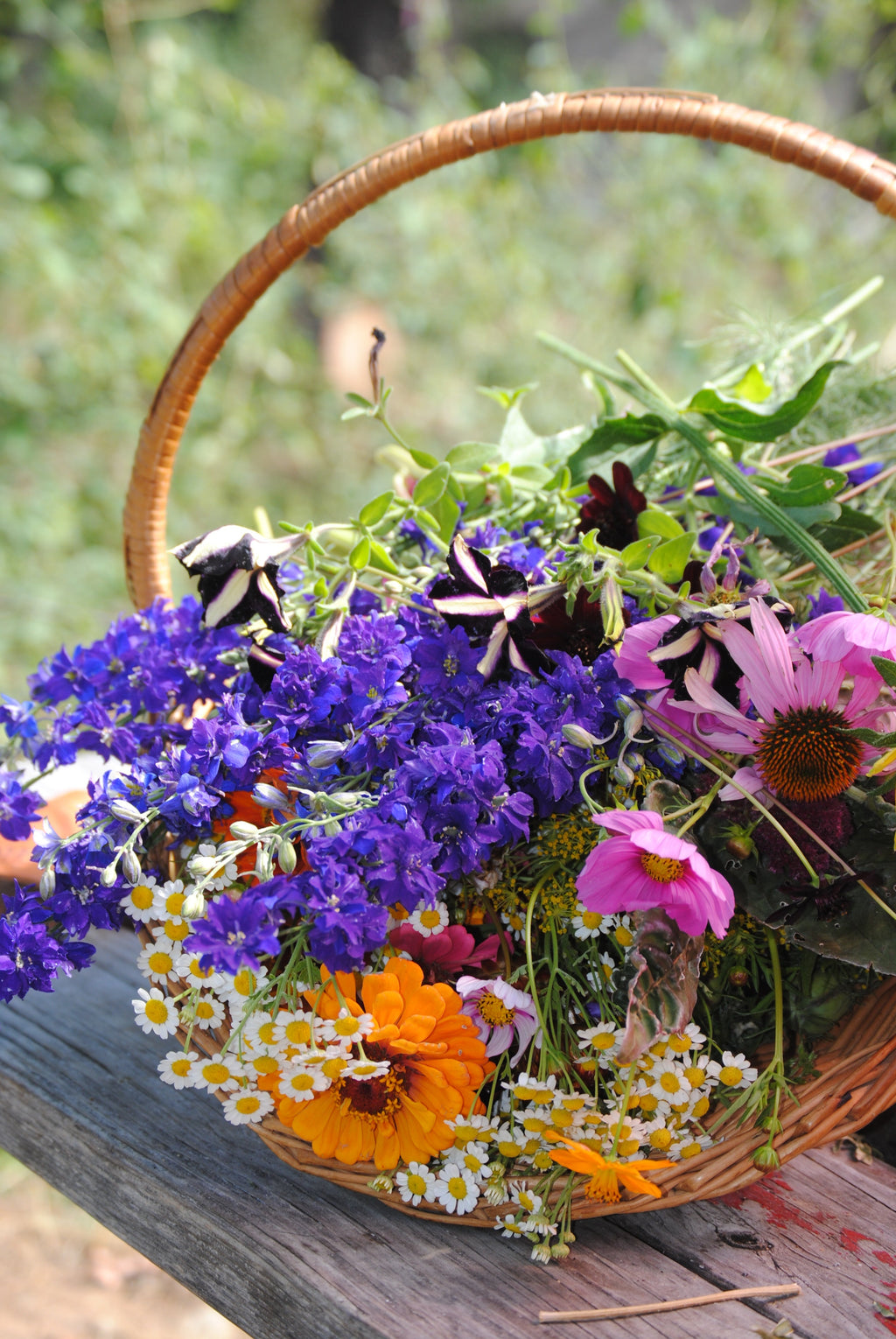 5 Flowers to Direct Sow in May