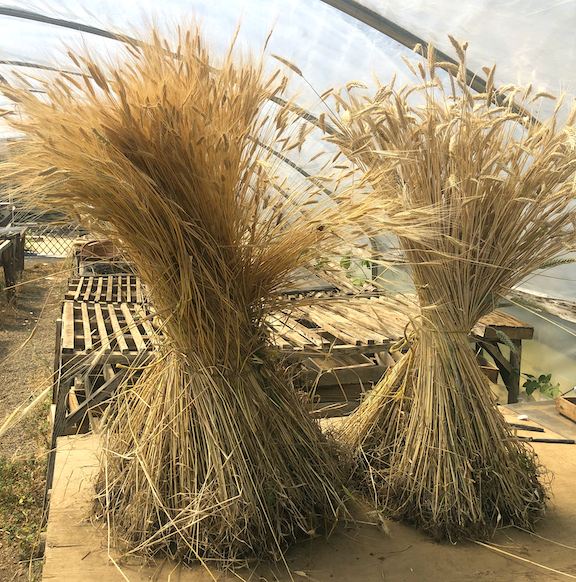 Storing Seeds to Protect Vigor + Create Your Own Library!