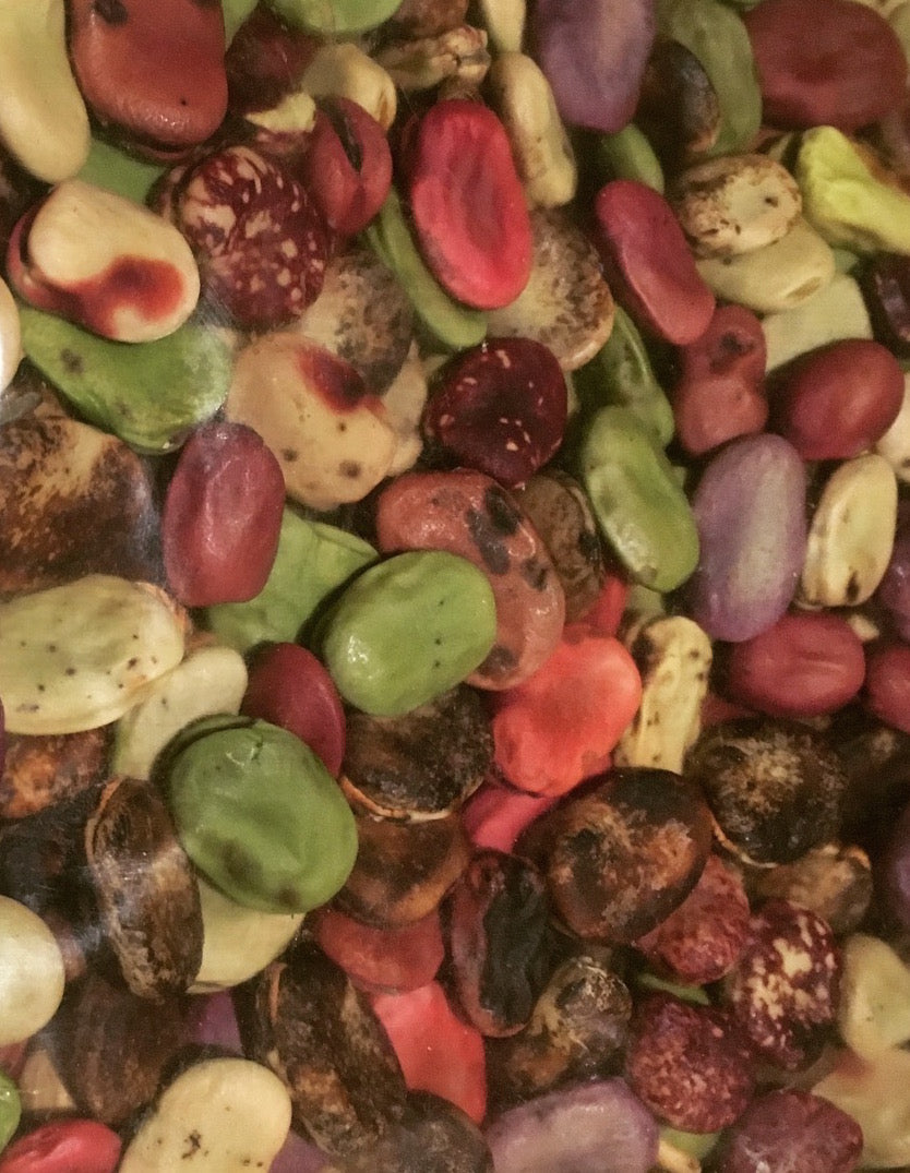 Seed Growing & GMO struggle Podcast