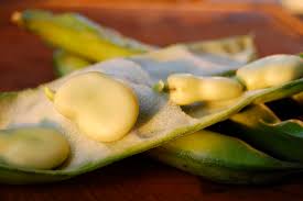 Botanical Backgrounds for 6 common vegetables