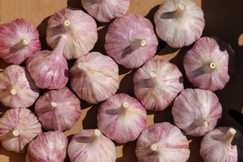 Garlic: The Types & Siskiyou Seeds Varieties!