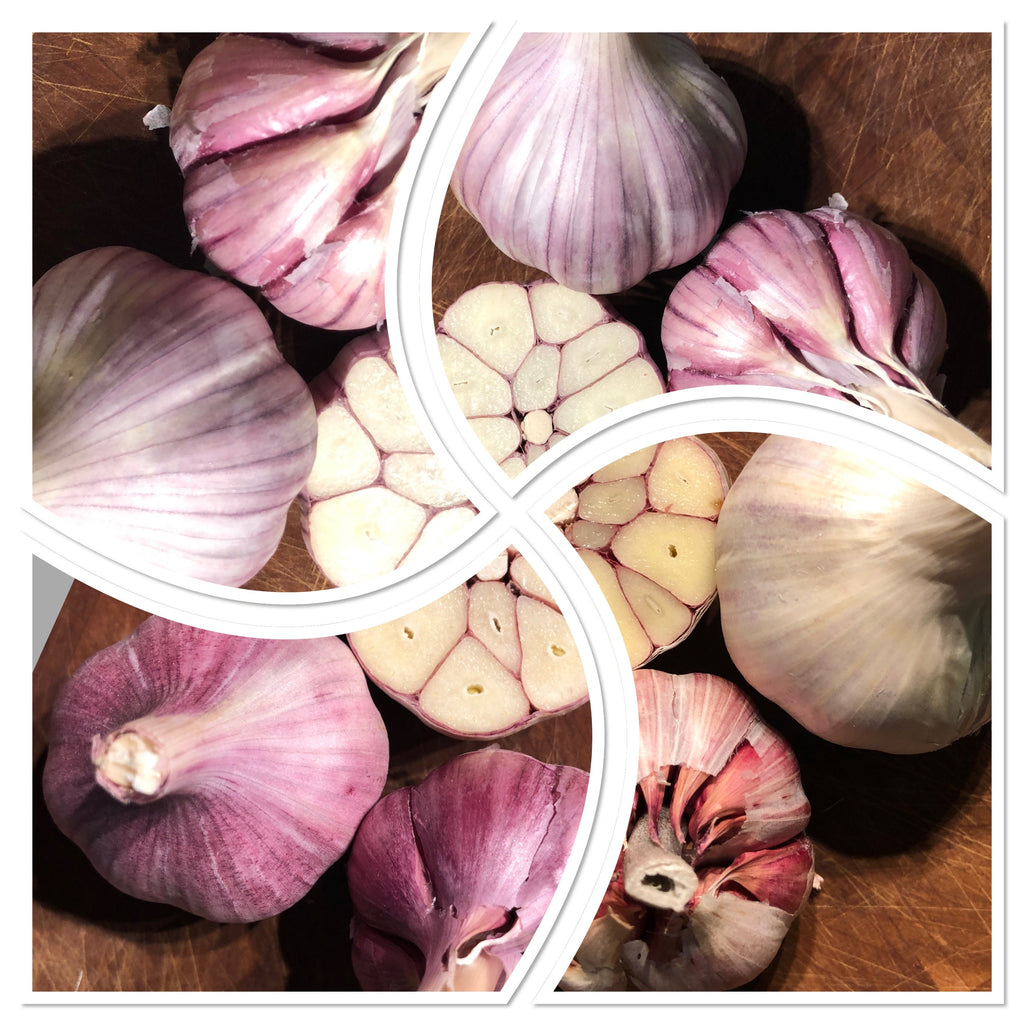 Optimizing Garlic Fertility