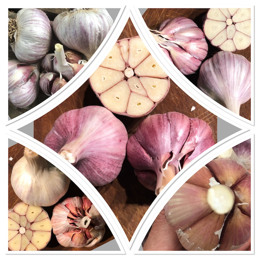 Garlic Trial - 21 Varieties & 9 Types