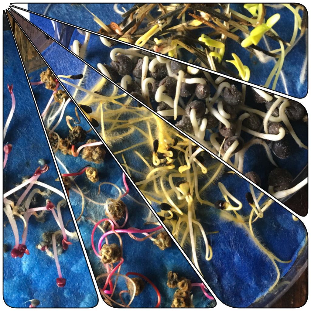 Vegetable Seed Planting Guide