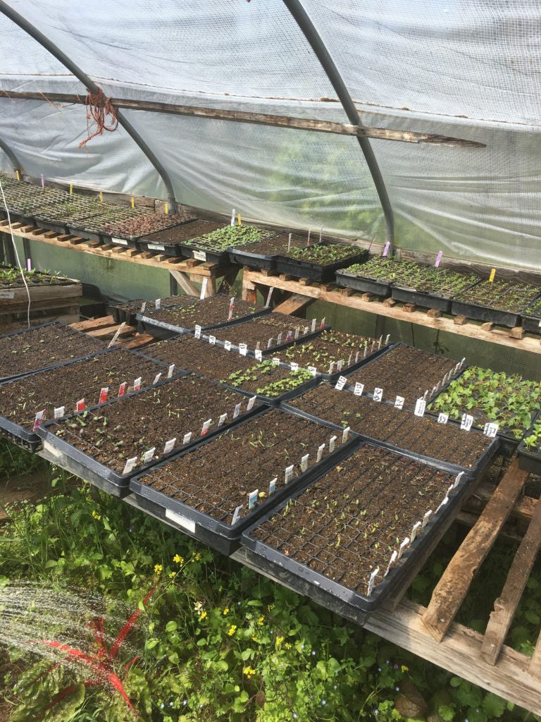 Getting a jump on Heat loving crops