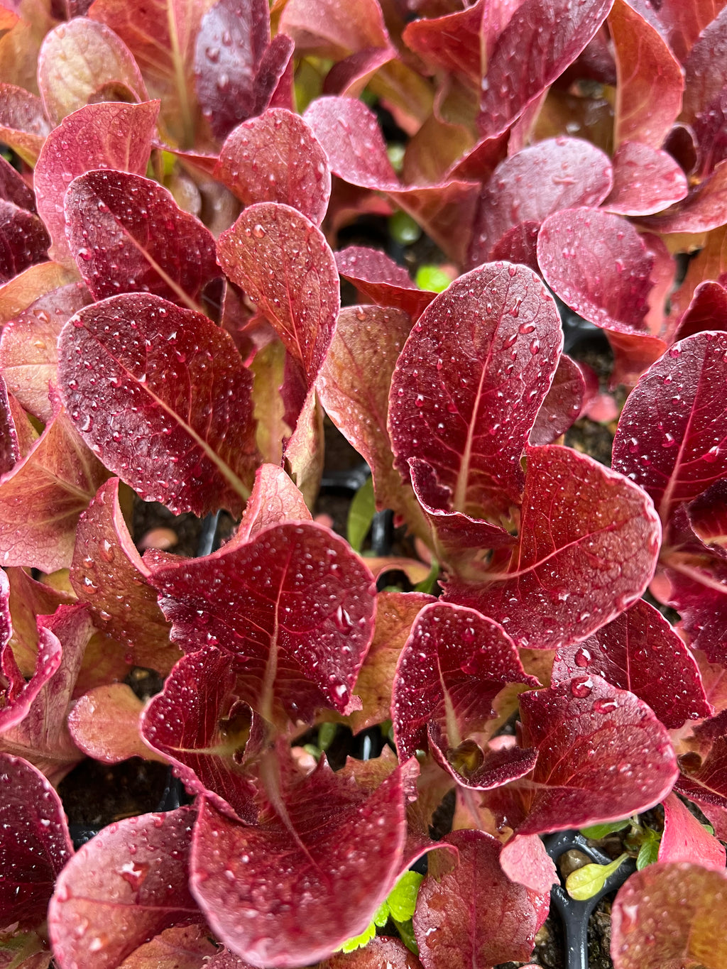 Lettuce Growing Tips