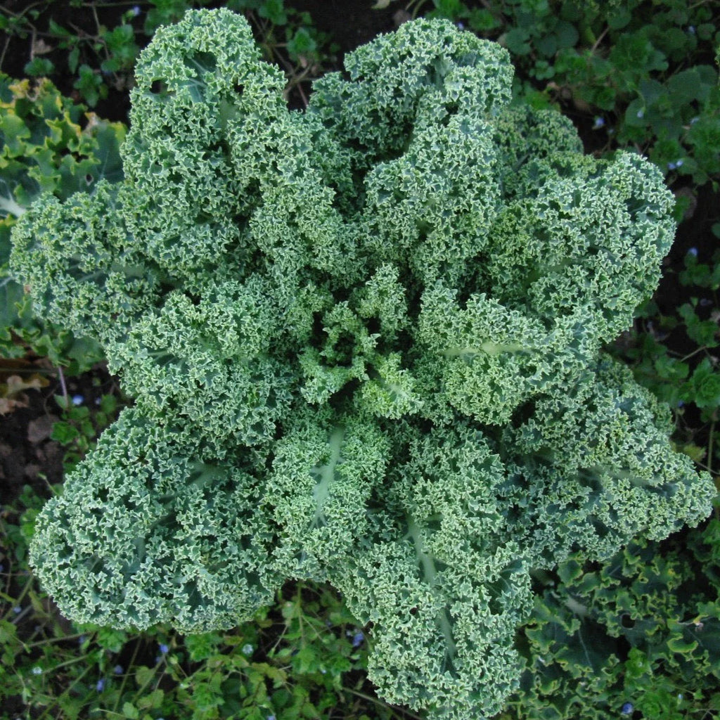 Kale: A Complete Guide