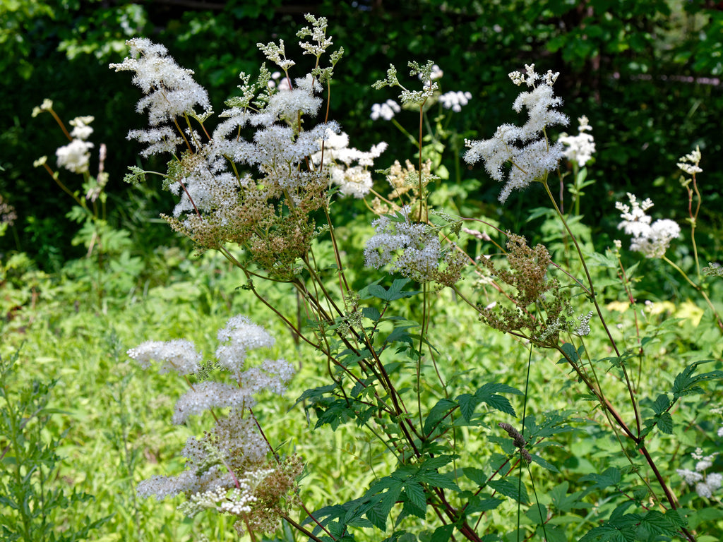 Meadowsweet Planting Tips
