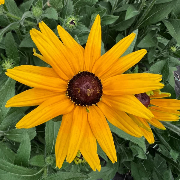 Joyfully Growing Rudbeckias