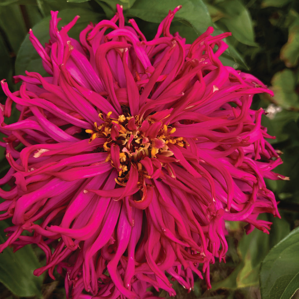 What flowers can I direct seed in May?