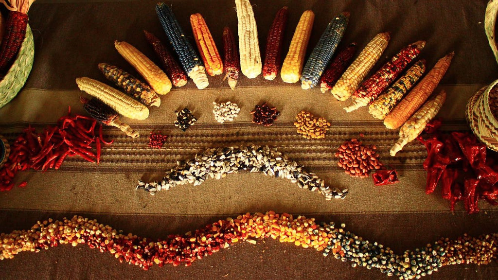 How to Grow Corn