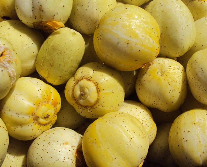 Starting & Growing Cucurbits