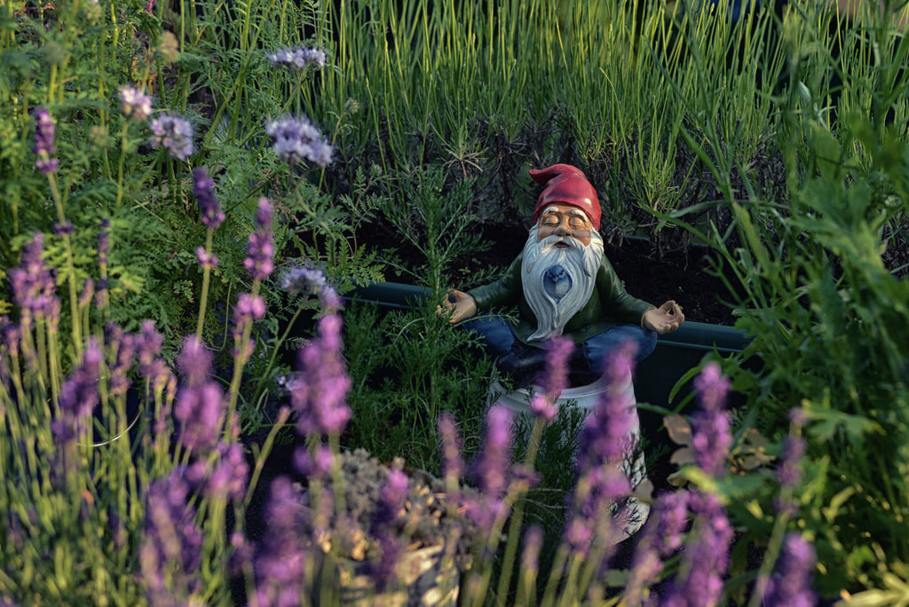 10 Steps to Your Own Tea Garden