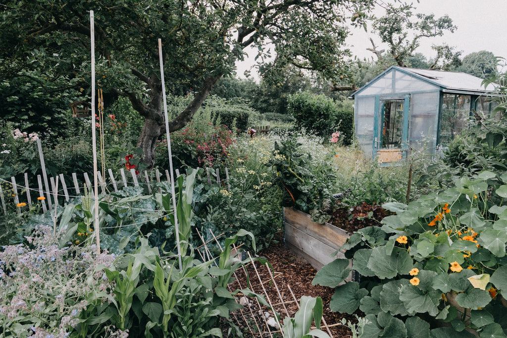 Magic in the Garden: Companion Planting Explored