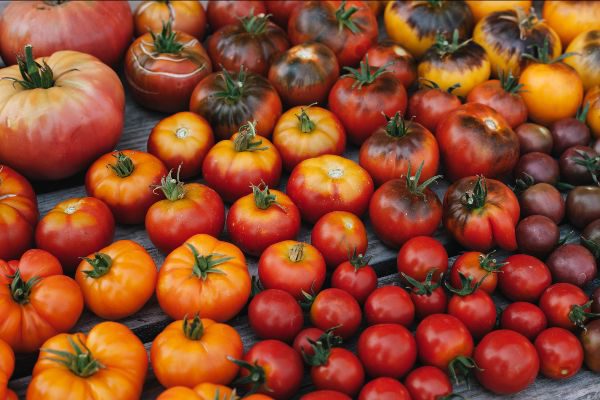 Abundant Tomato Harvest Tips