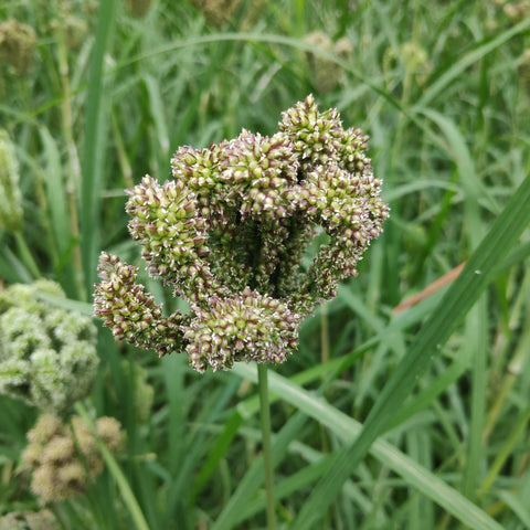 Millet, Dragon's Claw