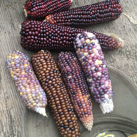 Corn, Cassiopeia