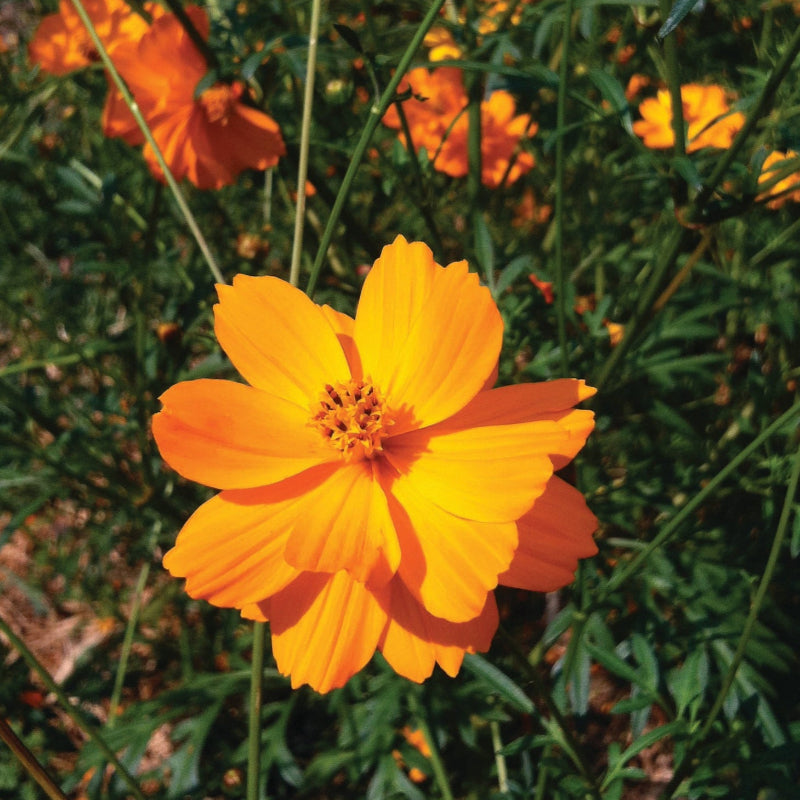 Cosmos, Bright Lights