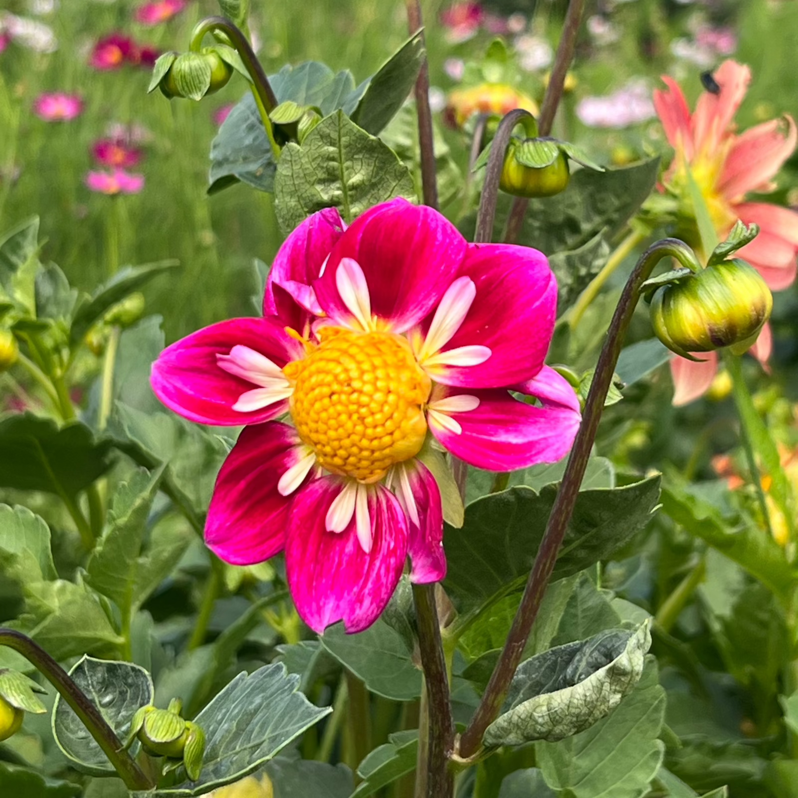 Dahlia Seed, Harlequin Mix