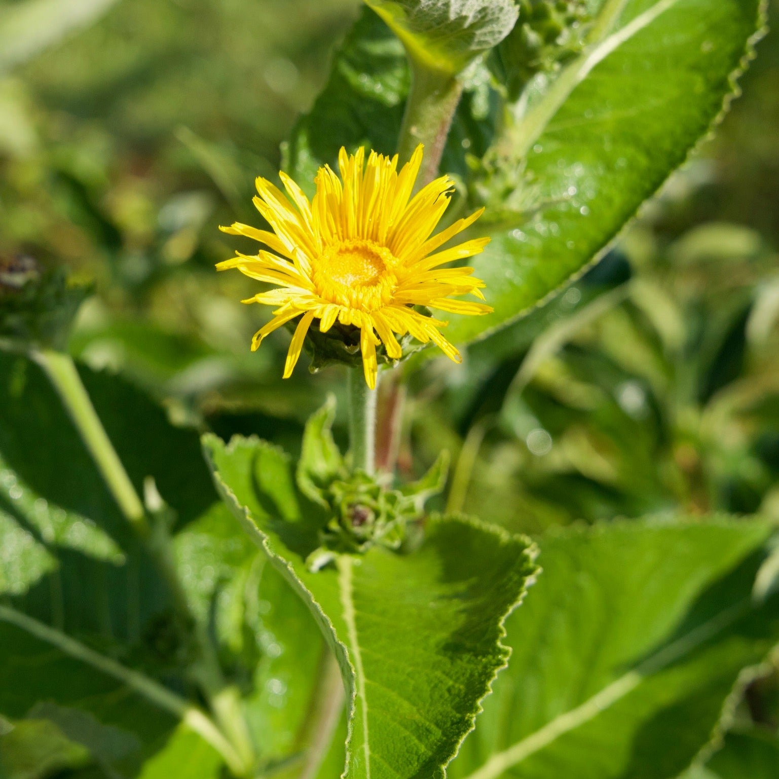 Elecampane