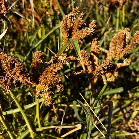 Millet, Dragon's Claw