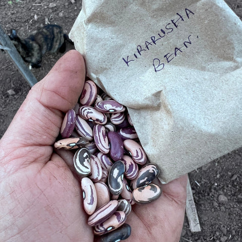 Beans, Kirarusha Pole