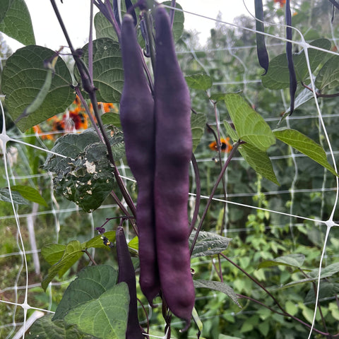 Beans, Oregon Giant Pole, Purple Romano