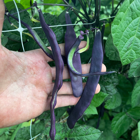Beans, Oregon Giant Pole, Purple Romano