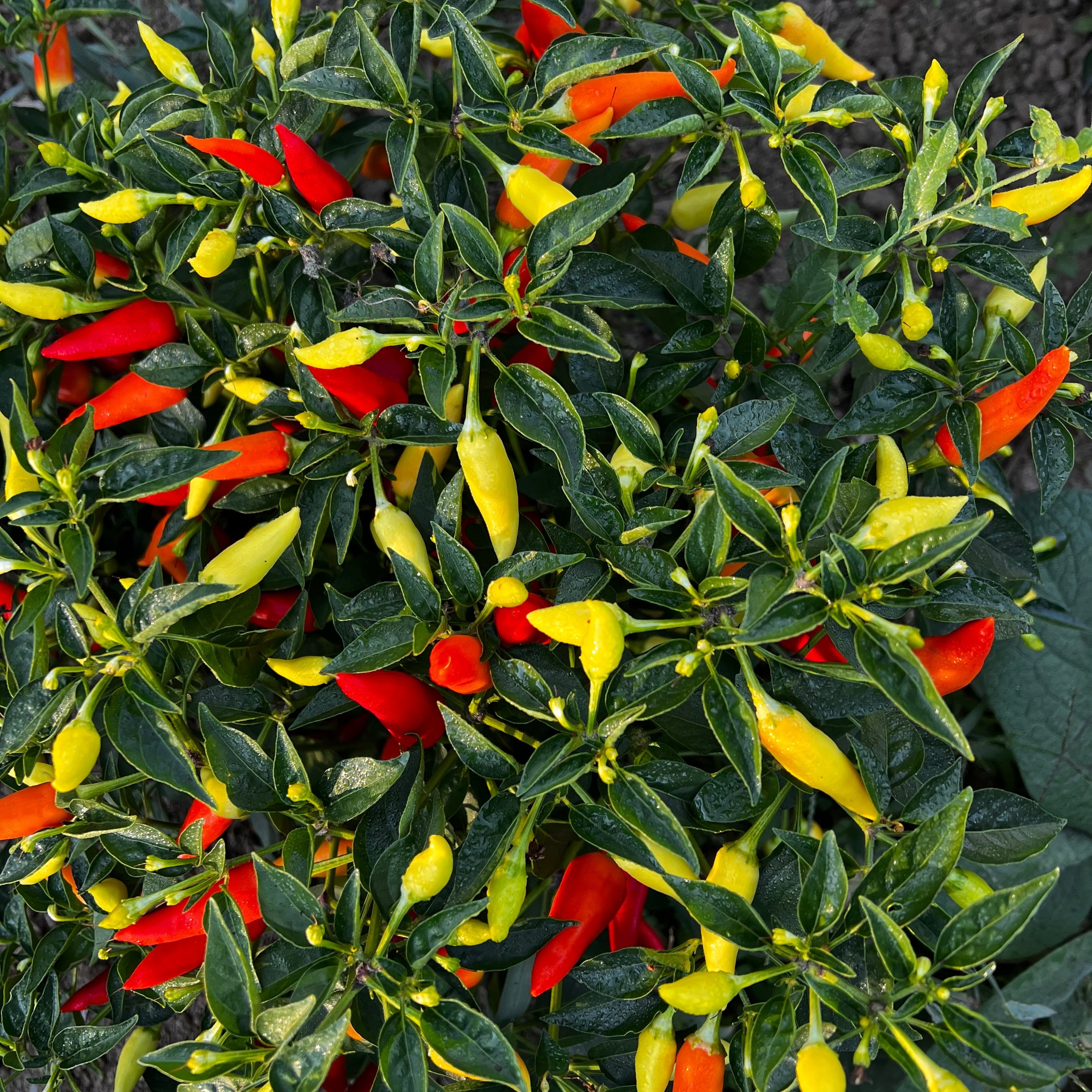 Pepper, Spicy Little Thing