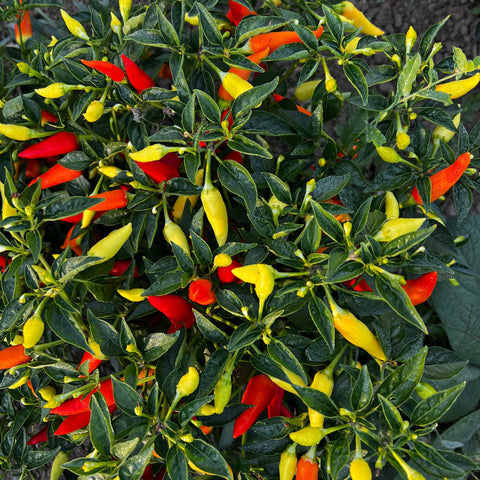 Pepper, Spicy Little Thing