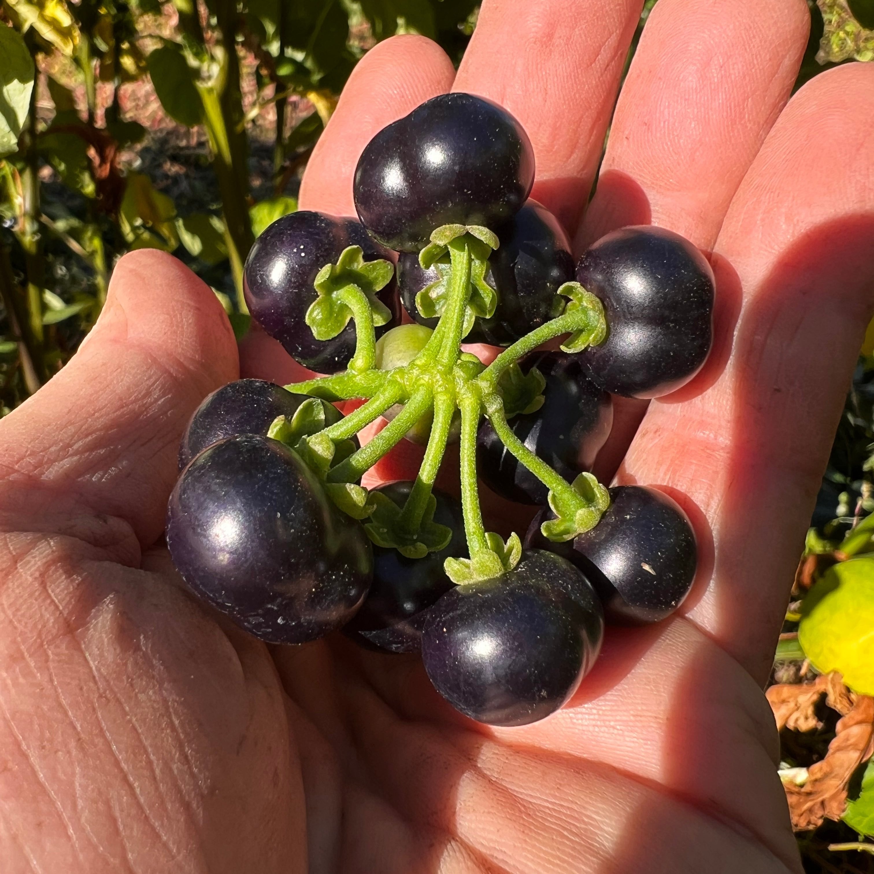 Black Nightshade, Managu