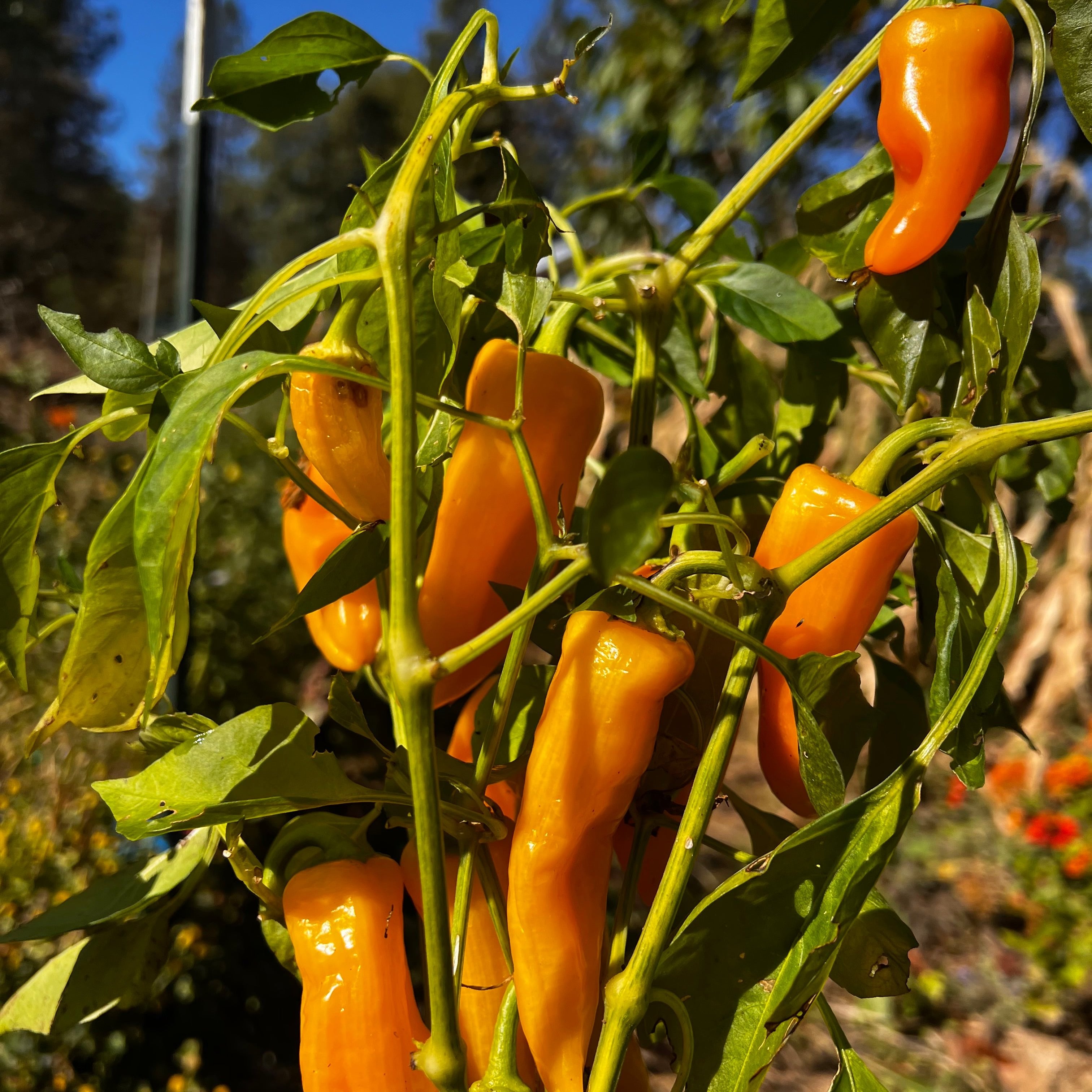 Pepper, Yellow Picnic