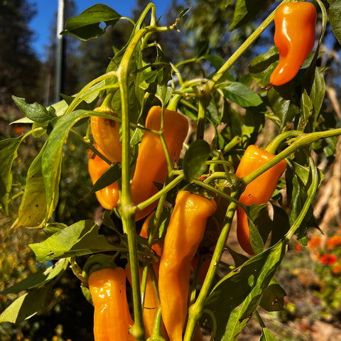 Pepper, Yellow Picnic