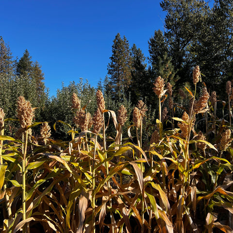Sorghum, Muhia Kenya