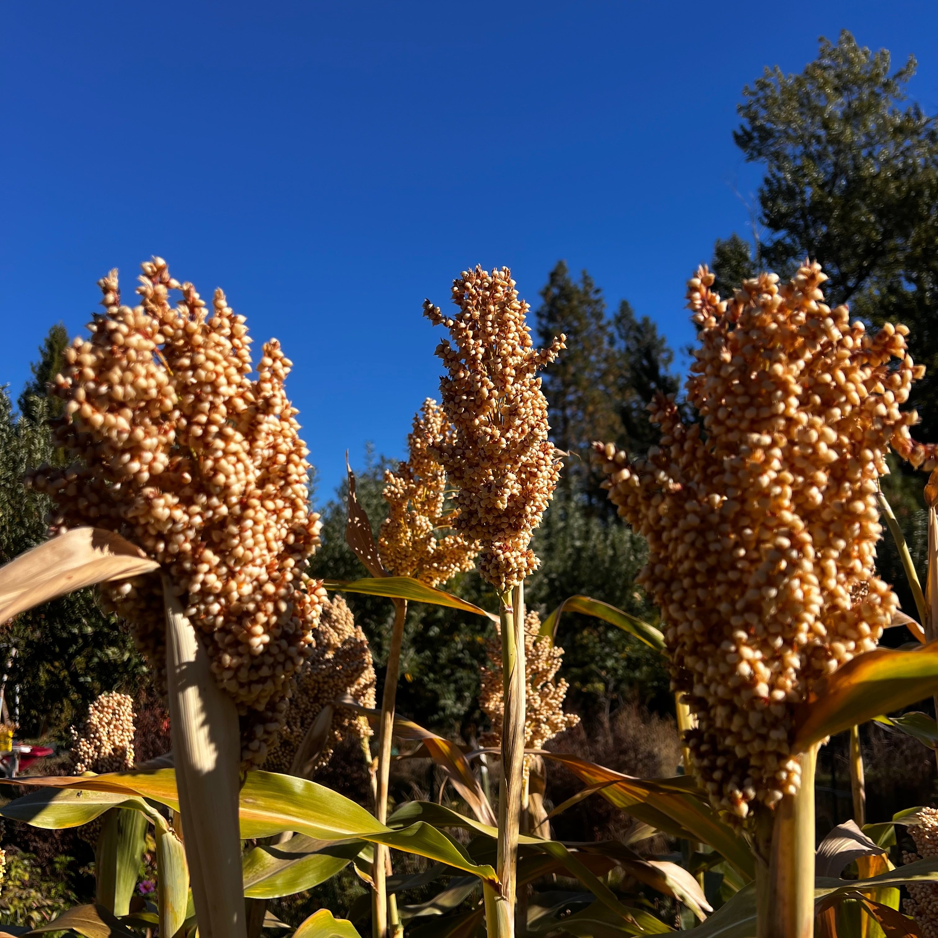 Sorghum, Muhia Kenya