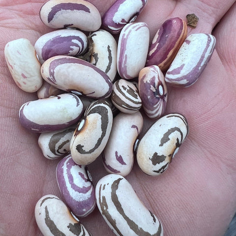 Beans, Kirarusha Pole