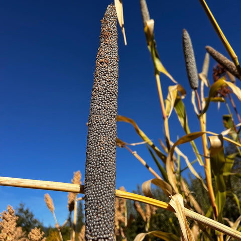 Milllet, Mukombi, Pearl