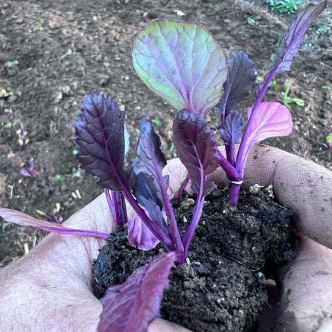 Mustard, Esperanza Purple