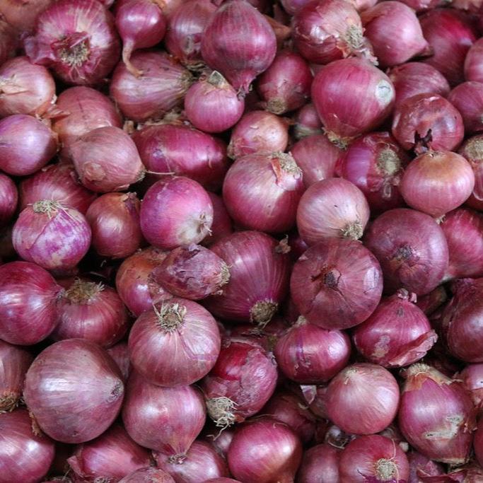 Onion, Tropea Rossa Tonda