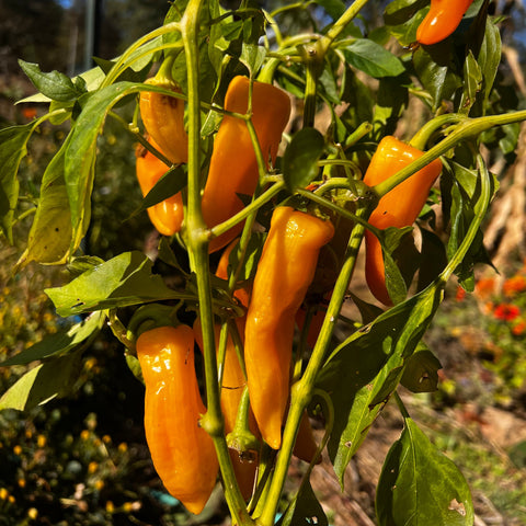 Pepper, Orange Picnic