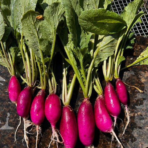 Radish, Purple Sunrise