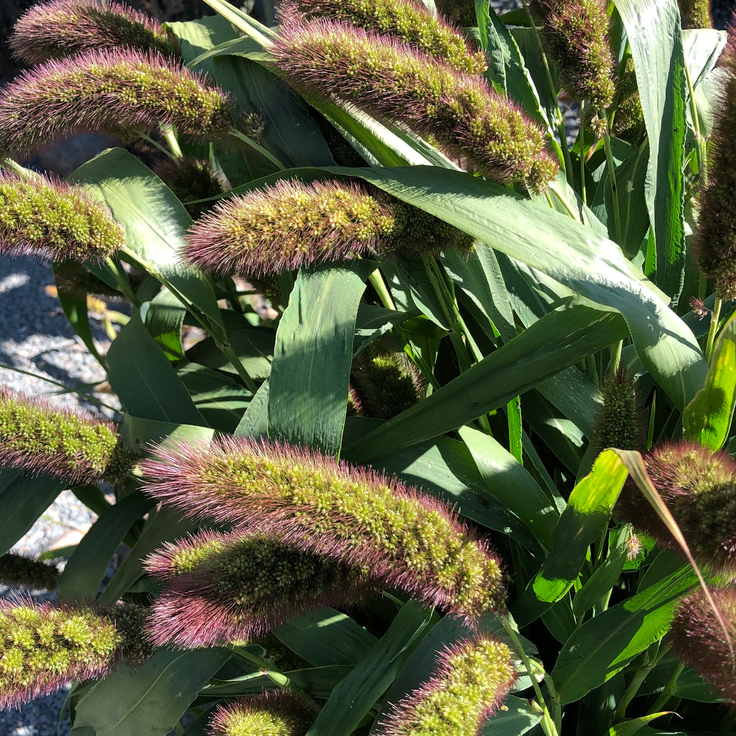 Millet, Aukses Foxtail