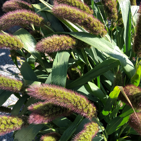 Millet, Aukses Foxtail